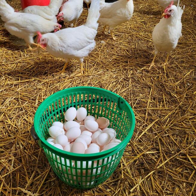 Sprzedam świeże, zdrowe swojskie jajka