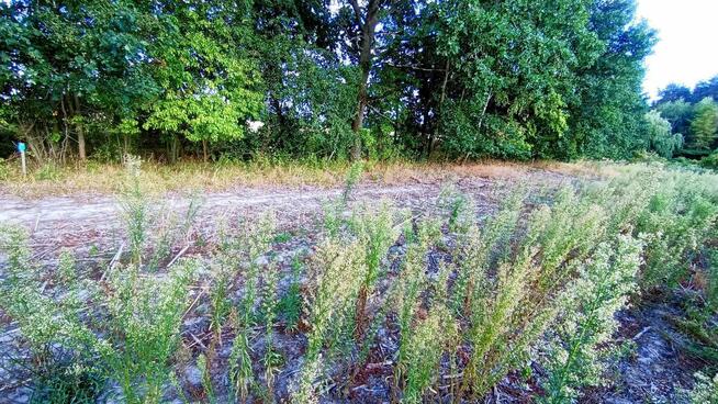 4 Atrakcyjne działki budowlane Nienwiszcz/Rogożno, 3 jeszcze dostępne