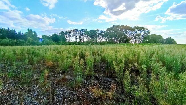 4 Atrakcyjne działki budowlane Nienwiszcz/Rogożno, 3 jeszcze dostępne