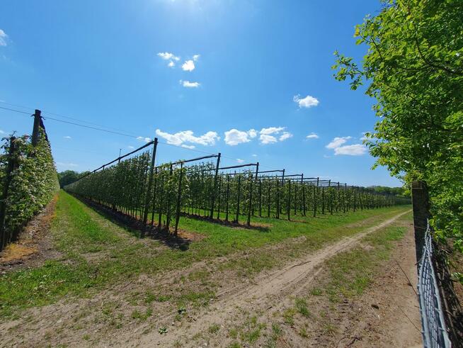Działka budowlana Wiązowna