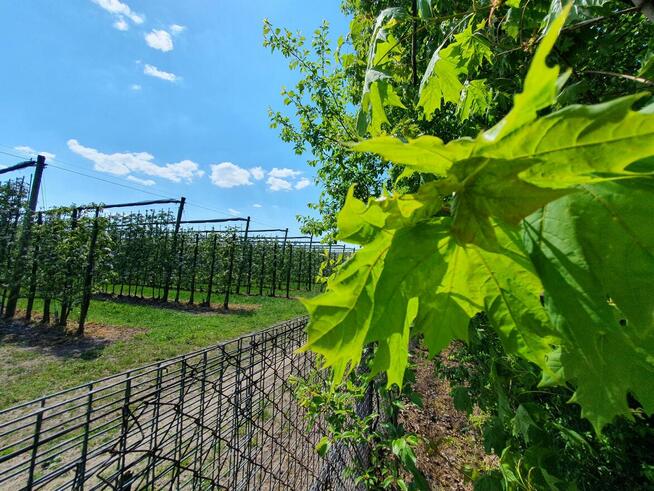 Działka budowlana Wiązowna