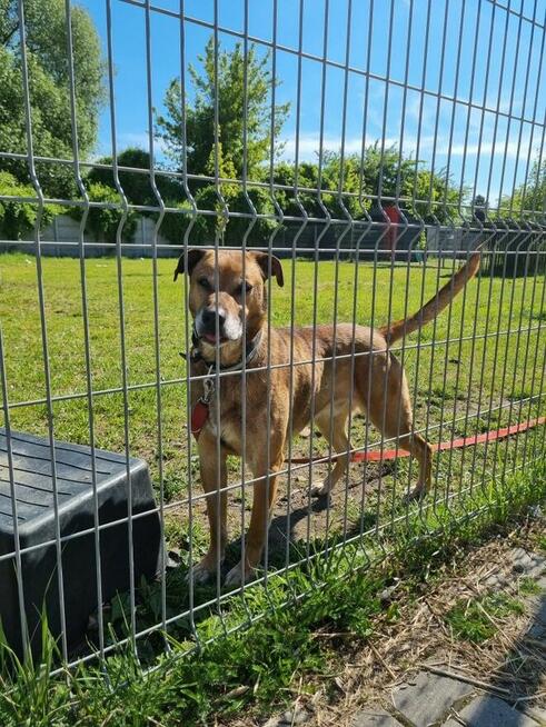 Bary szuka domu, pies