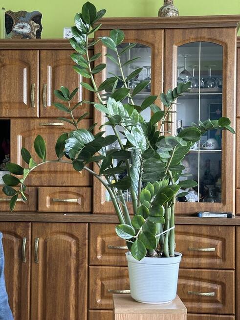 Wyjątkowo elegancka i odporna roślina, która doskonale od...