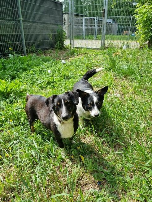 Lilka i Pola szukają domu, suczka, mała