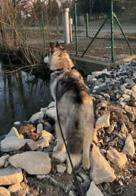 Husky Syberia