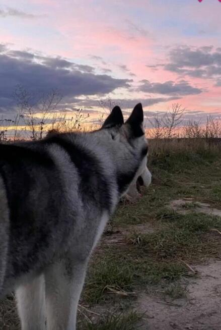 Husky Syberia