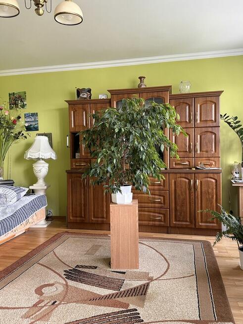 Fikus B.duża, elegancka roślina z pięknie opadającymi gał...