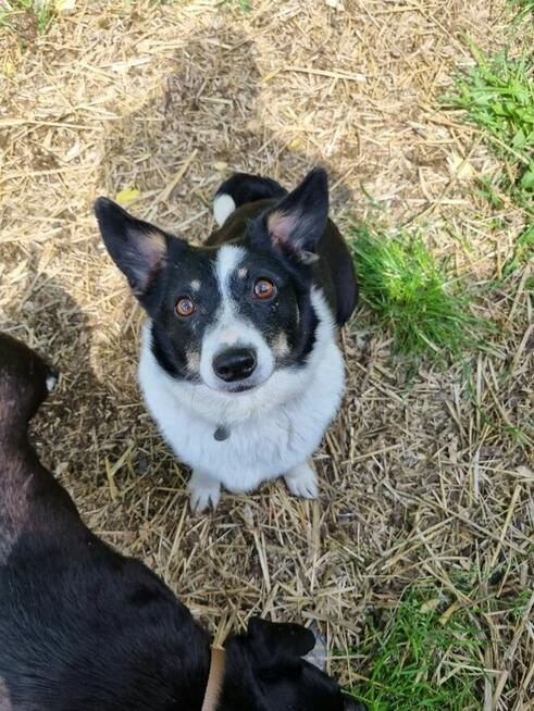 Lilka i Pola szukają domu, suczka, mała
