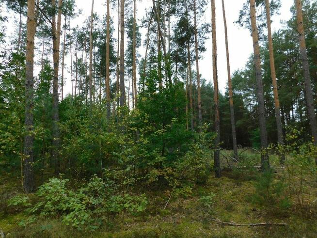 Syndyk sprzeda - Nowe Miasto nad Pilicą