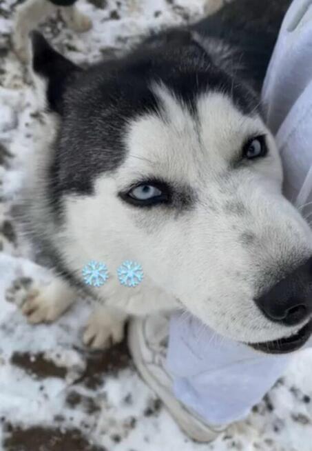 Husky Syberia