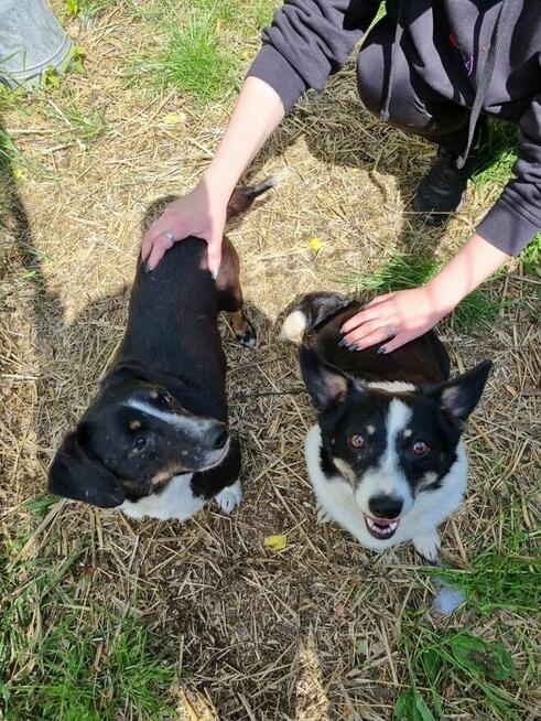 Lilka i Pola szukają domu, suczka, mała