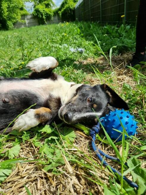 Lilka i Pola szukają domu, suczka, mała