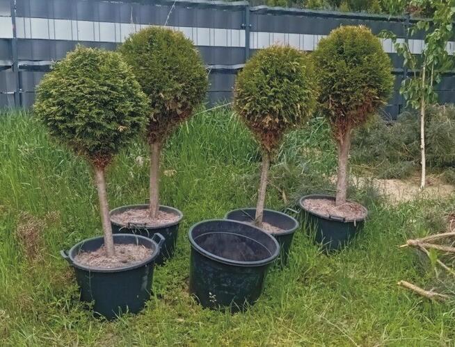 Tuja na pniu kulka 4 szt