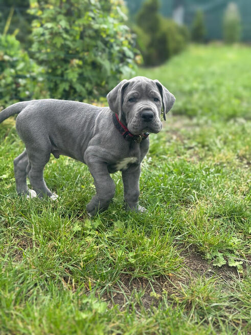 dog niemiecki błękitny szczeniaki