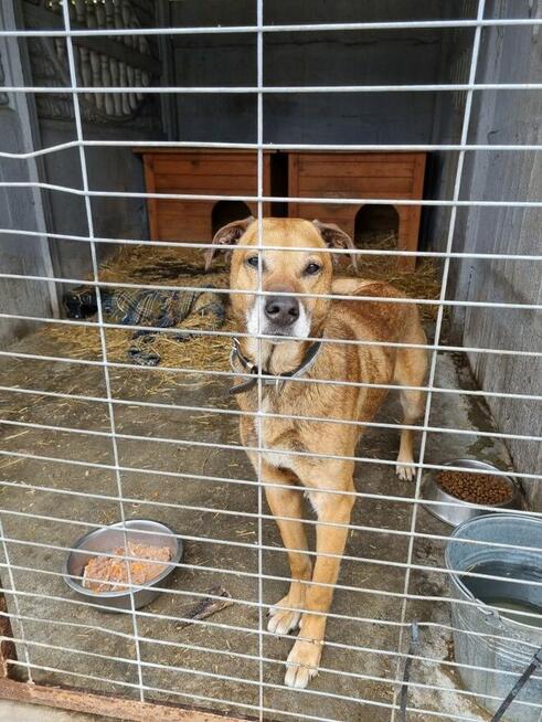 Bary szuka domu, pies