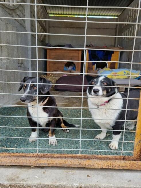 Lilka i Pola szukają domu, suczka, mała