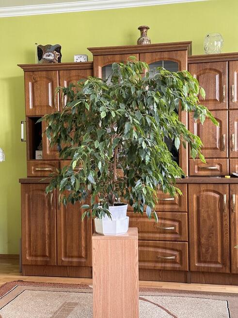 Fikus B.duża, elegancka roślina z pięknie opadającymi gał...