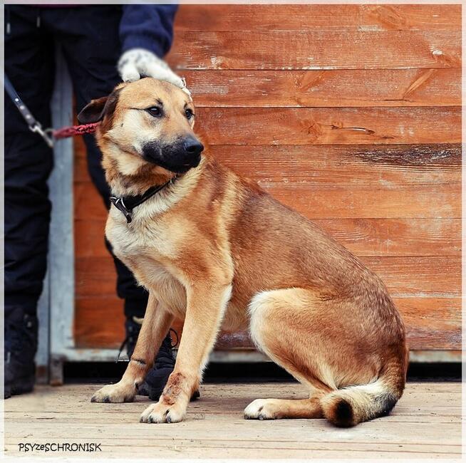 Balu – klasyczny kundelek podlaski tak samo zasługuje na dom