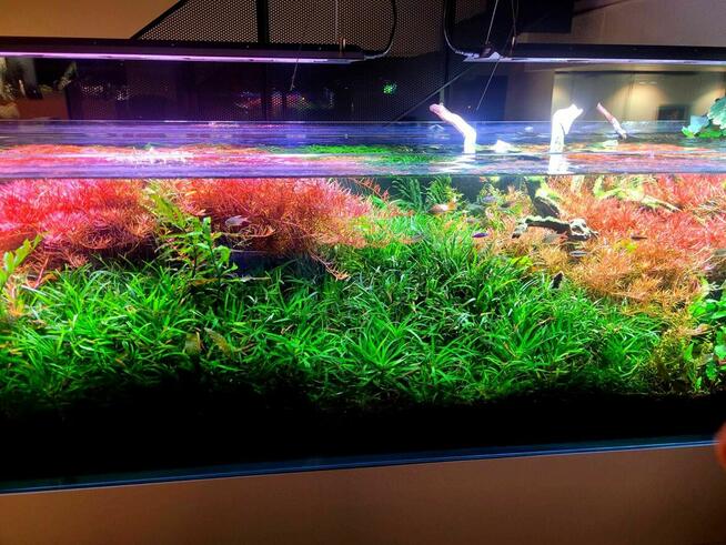 Serwis akwarystyczny, zakładanie, sprzątanie, prowadzenie