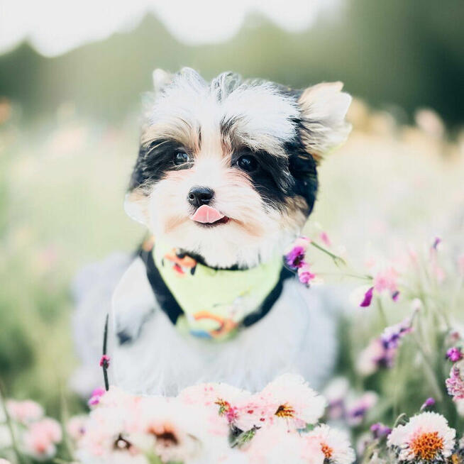 Luxusowy York Biewer dla mocno wymagających Cudeńko.