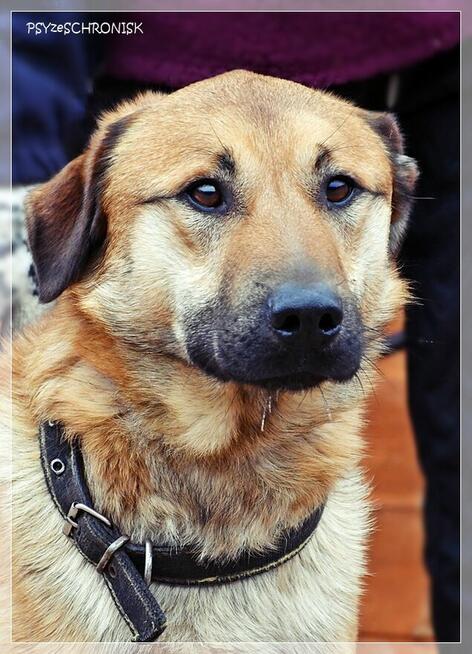 Balu – klasyczny kundelek podlaski tak samo zasługuje na dom