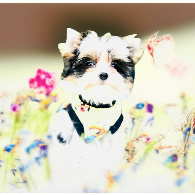 Luxusowy York Biewer dla mocno wymagających Cudeńko.