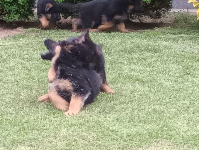 Szczenięta Owczarka Niemieckiego krótkowłosego