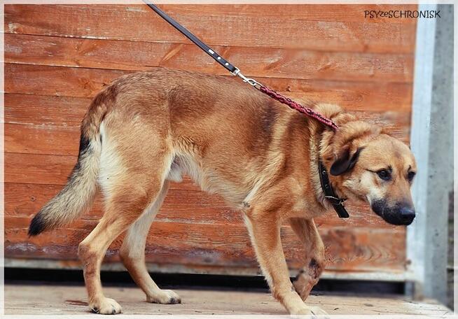 Balu – klasyczny kundelek podlaski tak samo zasługuje na dom