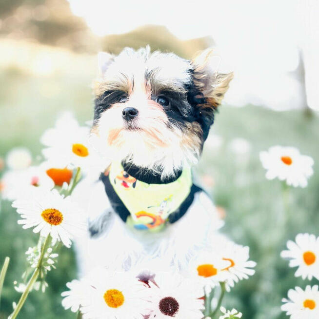 Luxusowy York Biewer dla mocno wymagających Cudeńko.