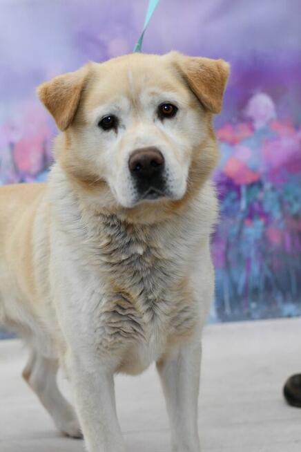 Uroczy Labso w typie labradora szuka kochającego domku!