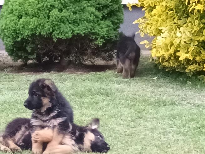 Szczenięta Owczarka Niemieckiego krótkowłosego