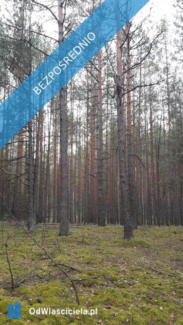 Działka leśna 1,75 ha Huta Drewniana