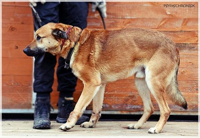 Balu – klasyczny kundelek podlaski tak samo zasługuje na dom