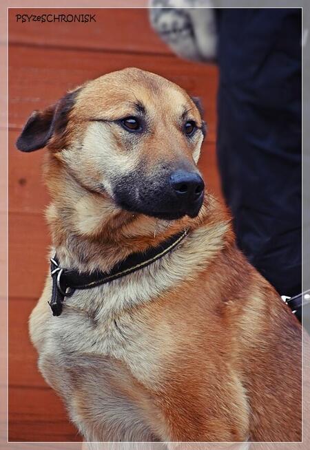 Balu – klasyczny kundelek podlaski tak samo zasługuje na dom