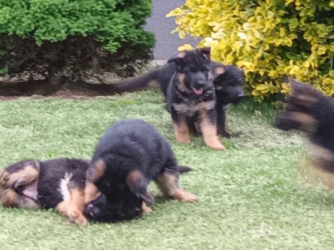 Szczenięta Owczarka Niemieckiego krótkowłosego