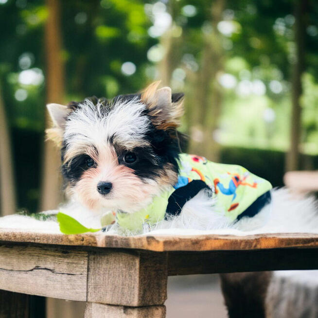 Luxusowy York Biewer dla mocno wymagających Cudeńko.