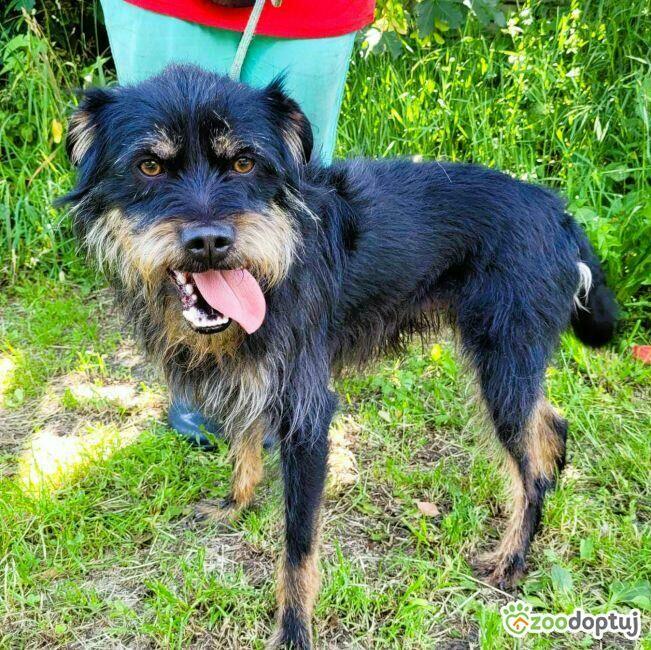 FIFI - super psiak w typie terriera szuka domu