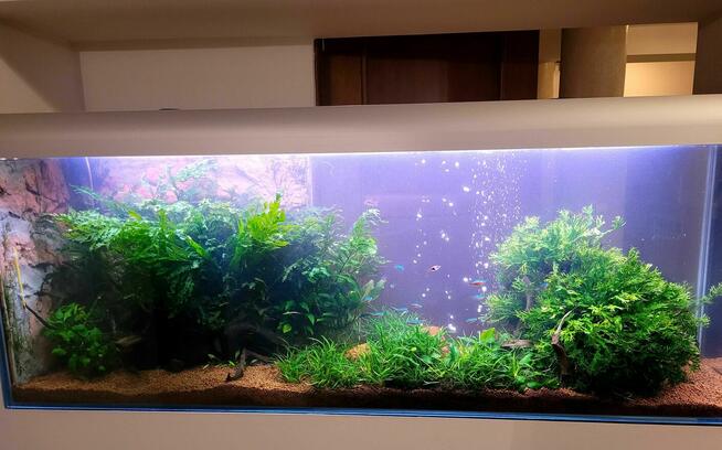 Serwis akwarystyczny, zakładanie, sprzątanie, prowadzenie