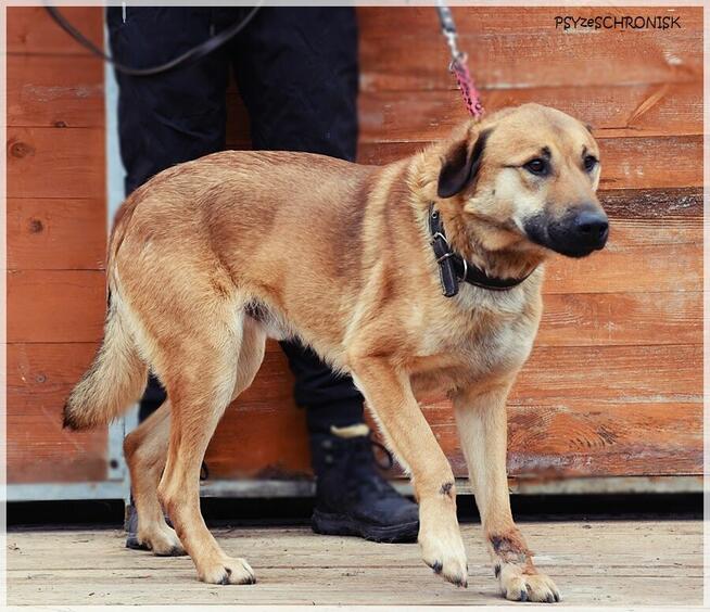 Balu – klasyczny kundelek podlaski tak samo zasługuje na dom
