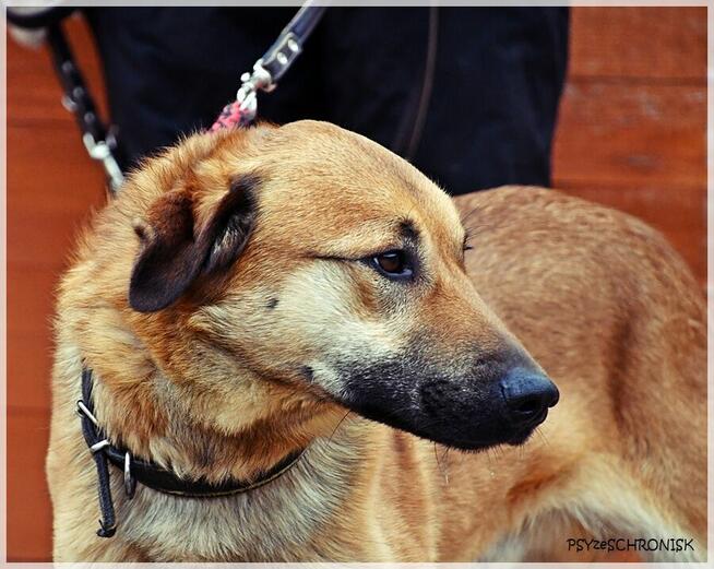 Balu – klasyczny kundelek podlaski tak samo zasługuje na dom