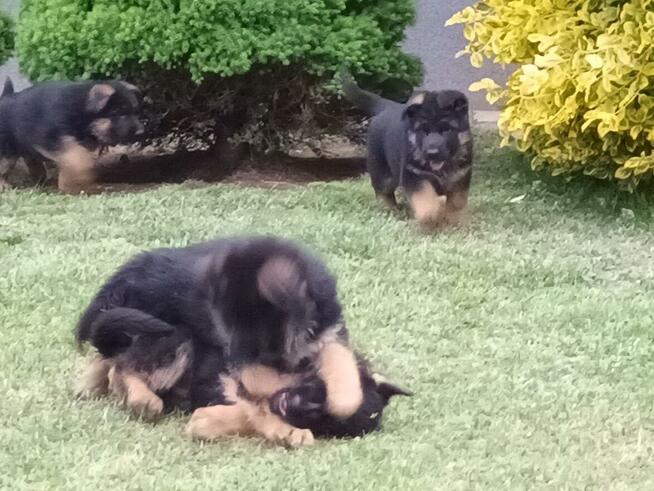 Szczenięta Owczarka Niemieckiego krótkowłosego