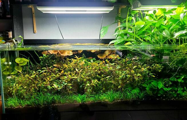 Serwis akwarystyczny, zakładanie, sprzątanie, prowadzenie