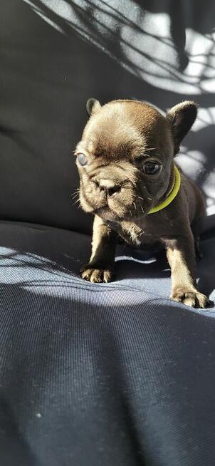 Buldog francuski