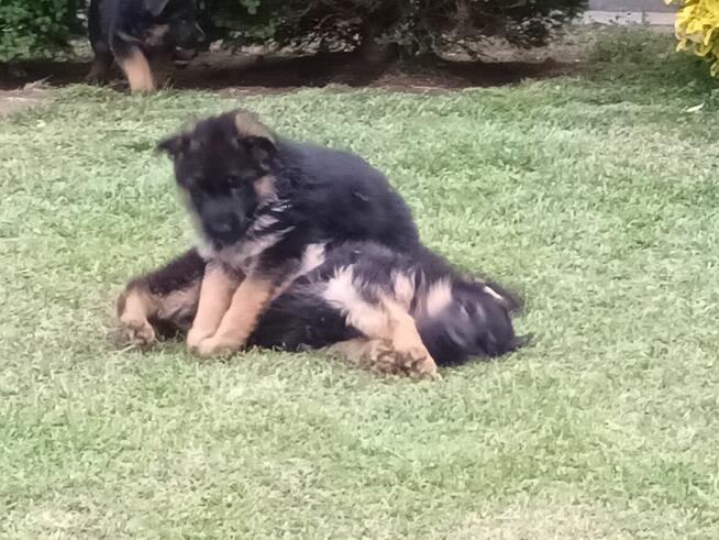 Szczenięta Owczarka Niemieckiego krótkowłosego