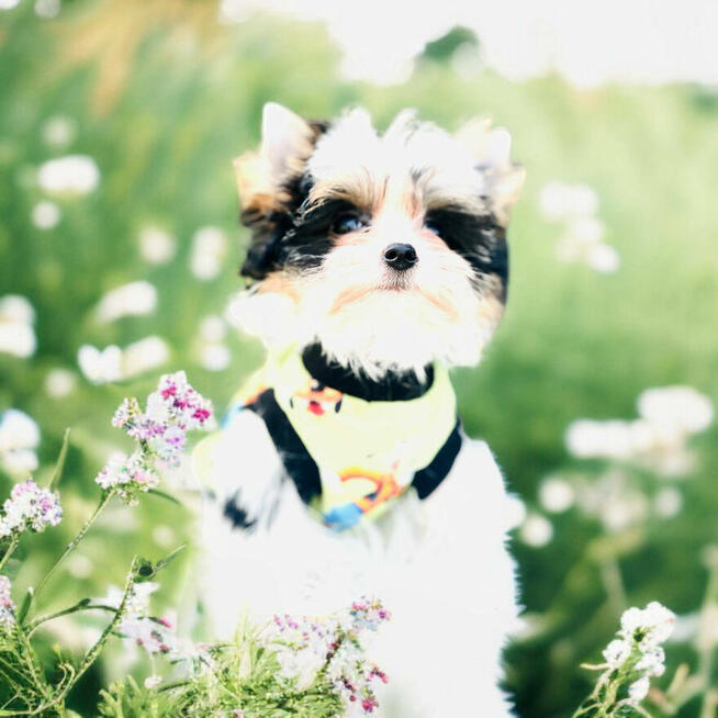 Luxusowy York Biewer dla mocno wymagających Cudeńko.