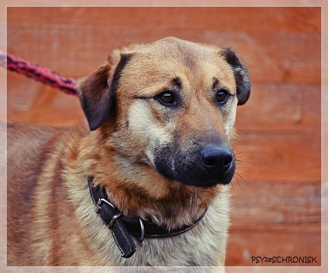 Balu – klasyczny kundelek podlaski tak samo zasługuje na dom