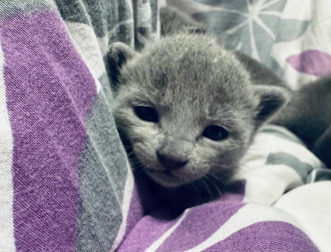 Kocięta rosyjskie niebieskie