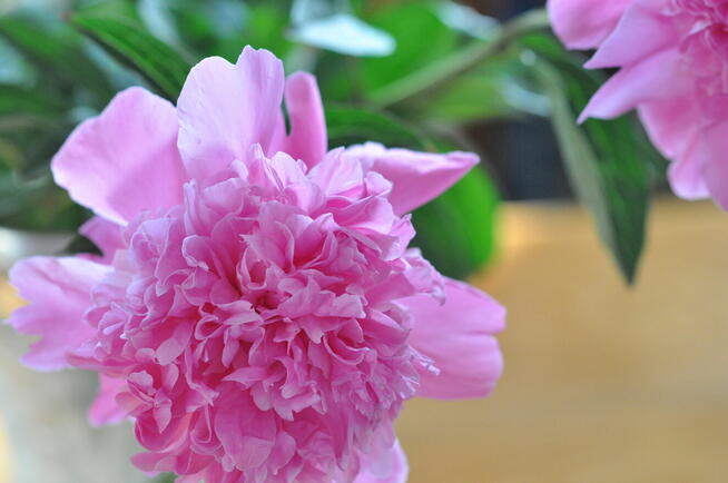 Sprzedam Photo