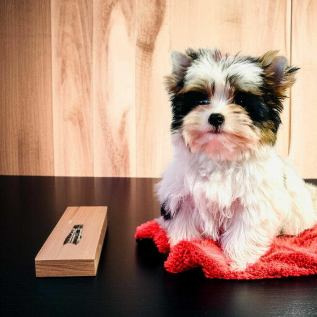 Luxusowy York Biewer dla mocno wymagających Cudeńko.