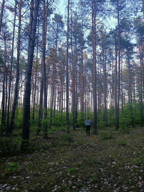 Sprzedam grunty leśne